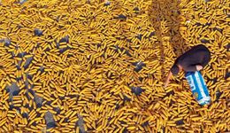 一根玉米引發(fā)的糾紛，辛巴、董宇輝互懟，網(wǎng)紅帶貨助農(nóng)還是傷農(nóng)？