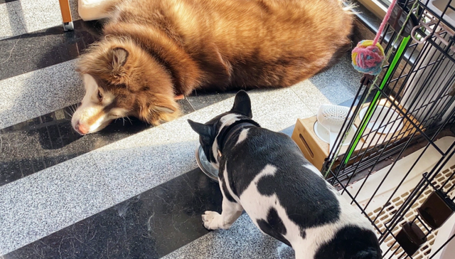 宠物,行业观察,创业,服务产业