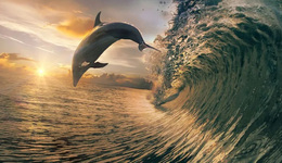 流量候鸟们支棱起来，一猛子扎进抖音