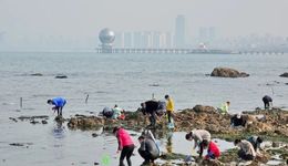 在烟台赶海就像拆盲盒，捞400斤海肠，日入万元