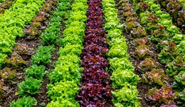 订单农业百亿市场，却没有头部公司，被什么拖住了“后腿”？