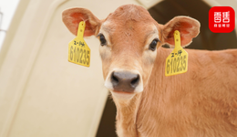 認(rèn)養(yǎng)一頭牛聯(lián)創(chuàng)出局、營銷違規(guī)、渠道受阻？