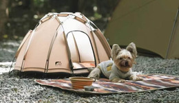 带宠物野奢的铲屎官，甘愿付高价