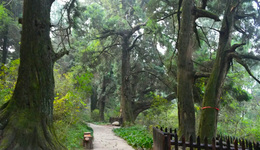 建设“川北国家森林步道”，四川翠云廊充满潜力