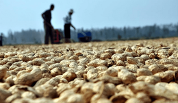 新乡延津供销社：花生示范基地引领其种植产业大调整