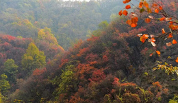 驻马店泌阳：祖孙三代56年接力植树护林19万亩荒原变林海