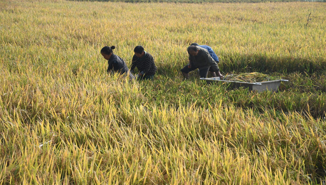 四川再生稻收获进度超七成，预计平均亩产超150公斤