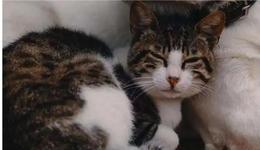 2022宠物食品市场报告：猫经济当道，功效零食猛增长