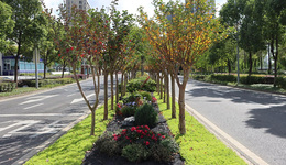 五问五破|鄞州这个迷你花境美且暖