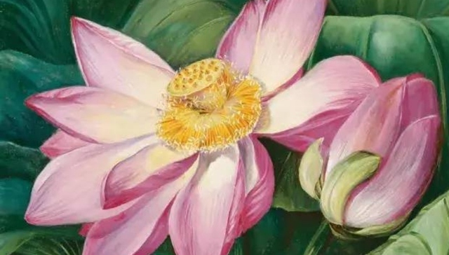 图书,植物,花朵与探险