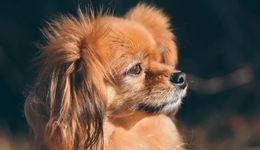 批量公司经营异常，瑞派宠物融资并购仍不停，与瑞普加大关联交易