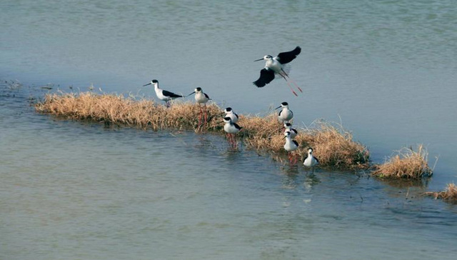 “黄河安澜”暨“绿色发展看山东”网络主题活动走进淄博高青