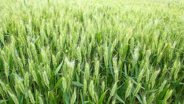 @农民朋友 如何做好小麦冬前管理？专家指导意见来了