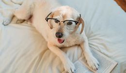 中寵、依依、源飛、天元入局，金鼎系寵物資本圈大起底，關(guān)聯(lián)交易或成市場(chǎng)關(guān)切