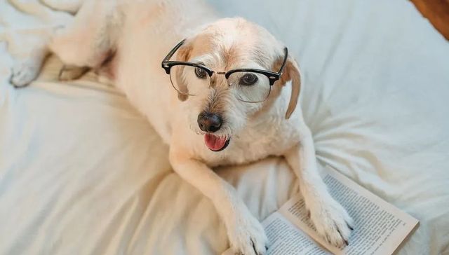 中宠,依依,源飞,天元