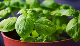 盆栽蔬菜第一股来了，会带动一个百亿级新农业市场吗？