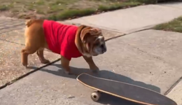 在北美，狗比人還“卷”？