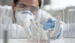 從“實驗小鼠”到“抗體新藥”，百奧賽圖加速尋求盈利拐點