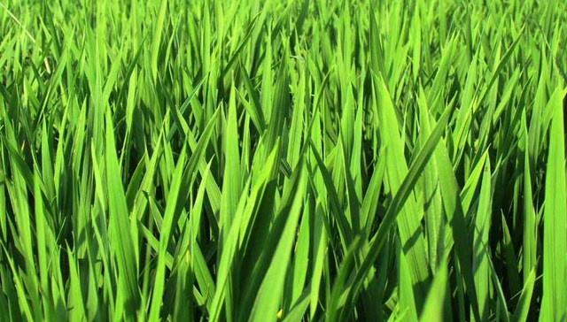 漯河市小麦苗情全省第一