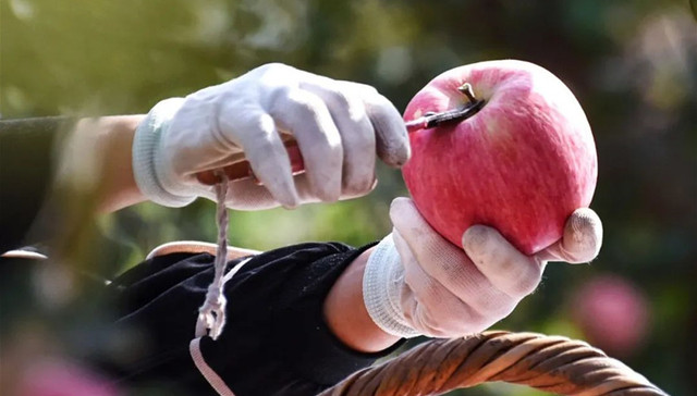山东苹果，凭什么是中国苹果之神？