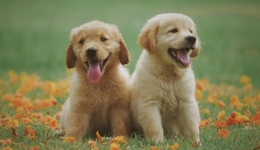 TOPBRAND | 薩么烘焙/Cefinn獲融資；微博回應收購新浪；麥德龍出售印度業(yè)務；YIN隱推出“迎”冇兔賀歲新品