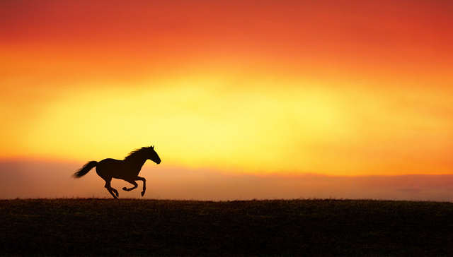 中国职业教育,华立大学,职业教育,财报