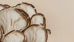 透明質(zhì)酸、對苯二酚的替代品？“菌菇”原料能成為下一個頂流嗎？