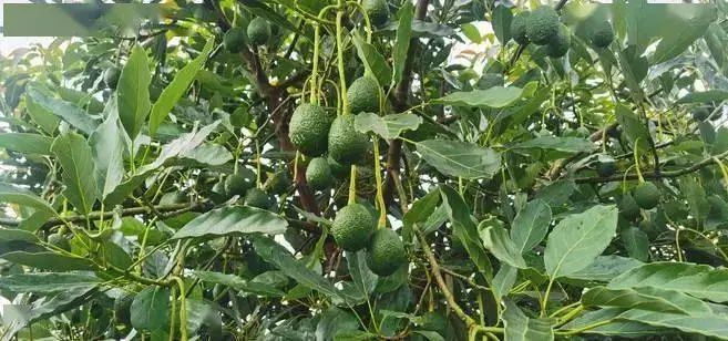 牛油果,农业,墨西哥,毒贩,水果