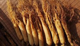 人参熬夜水，救得了你的健康吗？