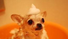 春節(jié)寵物寄養(yǎng)大熱，商家賺到錢了嗎？