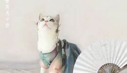 4套寵物衣服賣1888元，這個“情緒消費”迎來爆發(fā)