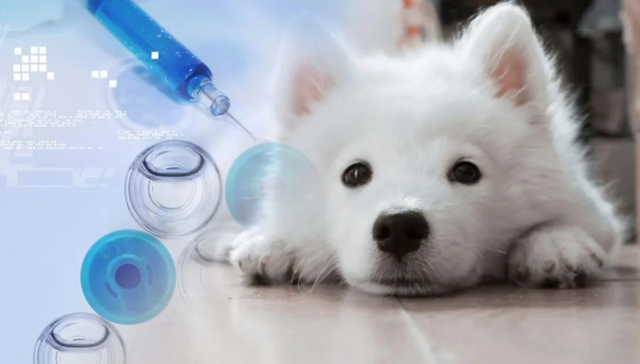 宠物经济,资本市场,新瑞鹏,IPO,信息披露