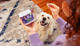 从吃饱到吃好，宠物营养经历了什么？