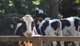 乳业双雄“阴影”之下，二线乳企“困在原地”