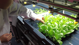 這批最會種菜的年輕人：要把植物工廠端上餐桌