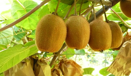 國產(chǎn)獼猴桃困局：產(chǎn)量全球第一，還要大量進口？