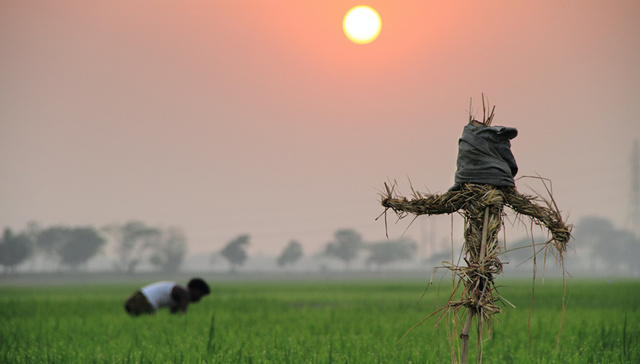 四川阿坝州到2025年要建成116个现代农业园区