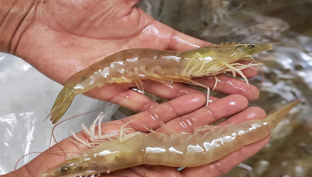 突破瓶颈！“绿色”对虾上桌了，村民口袋更富了……