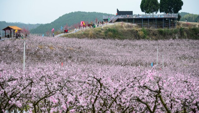成都市金堂县又新镇第六届乡村文化旅游节开幕
