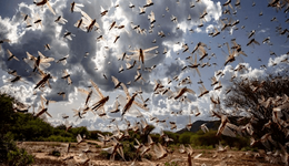 “蝗灾”是如何从中国消失的？