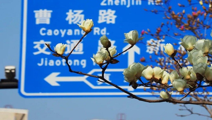 太美啦！快来普陀这里走“花”路 