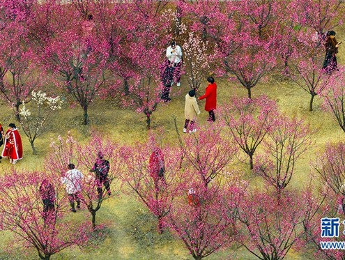 【图集】安徽淮北：梅香浮动，花海寻春
