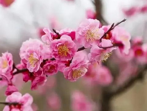 顶流打卡地在哪里？淮北最新赏花攻略，承包你的四季