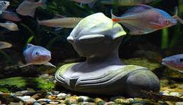 “吸貓”之后，年輕人愛上養(yǎng)魚