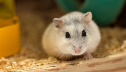 養(yǎng)貓養(yǎng)狗OUT了？養(yǎng)倉鼠等小寵物成百億新藍(lán)海