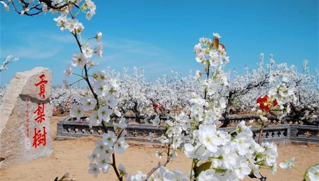 这个春天，莱阳文旅站到了C位