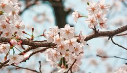 為何“春日限定”出不了爆款？