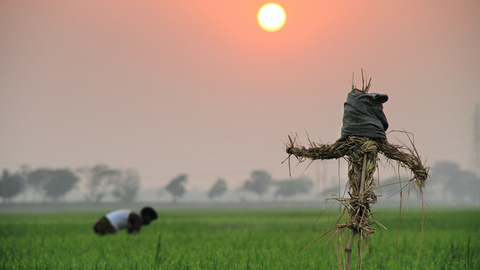 积极践行“大食物观”，夯实四川“农业强省”建设基础