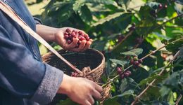 為星巴克打工30年，云南咖啡豆有了新想法