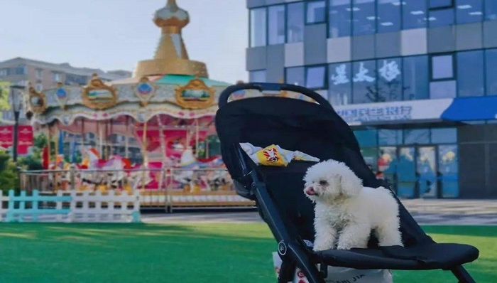 带上“家人”来普陀逛街，“沉浸式”享受假期 